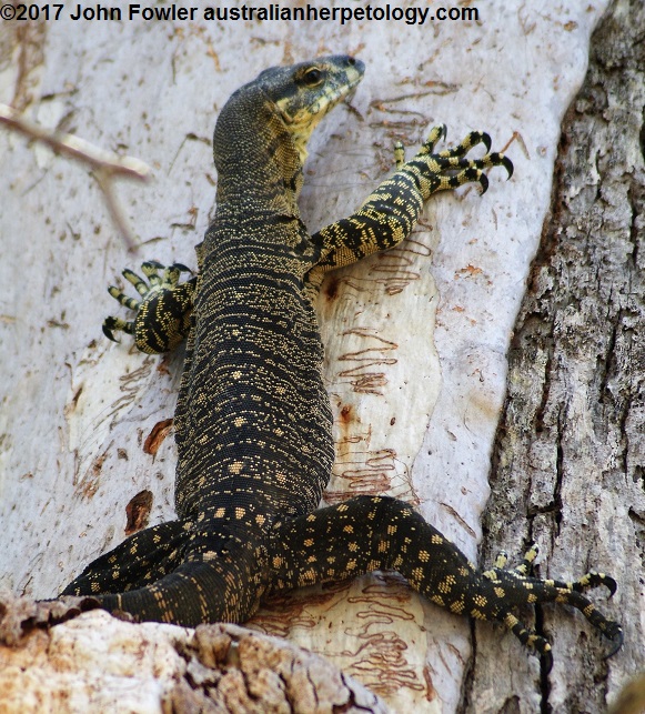 Lace Monitor Karawatha